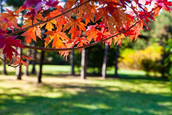 Feuilles Érable Rouge Vif Lumière Soleil Fond Automne — Photo