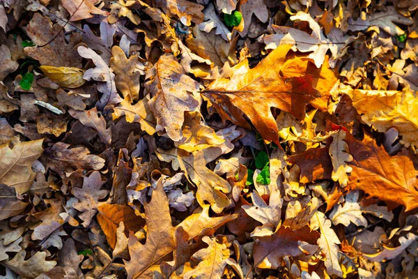 Herbstliche Eichenblätter Auf Dem Boden Natürlicher Hintergrund — Stockfoto