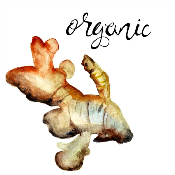 Ginger Kořen Názvem Organické Akvarel Ilustrací Ručně Malované Elektri — Stock fotografie
