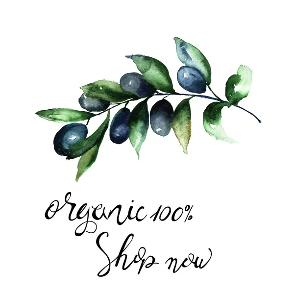 Olive Branch Title Organic Shop Now Watercolor Illustratio — стоковое фото