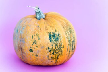 Cadılar Bayramı Balkabağı Güz