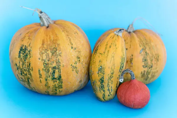 Halloween Kürbis Herbst — Stockfoto