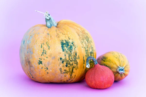 Halloween Pumpkin Fall — Stock Photo, Image