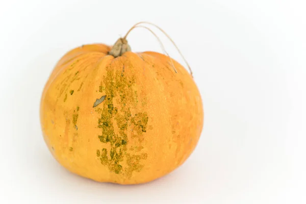 Calabaza Aislada Blanco — Foto de Stock