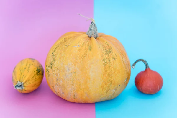 Halloween Kürbis Herbst — Stockfoto