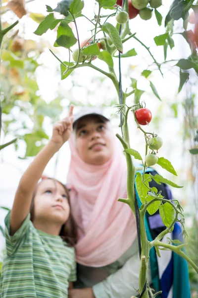 Jonge Arabische moslim meisje met weinig kind werken in Greenhous — Stockfoto