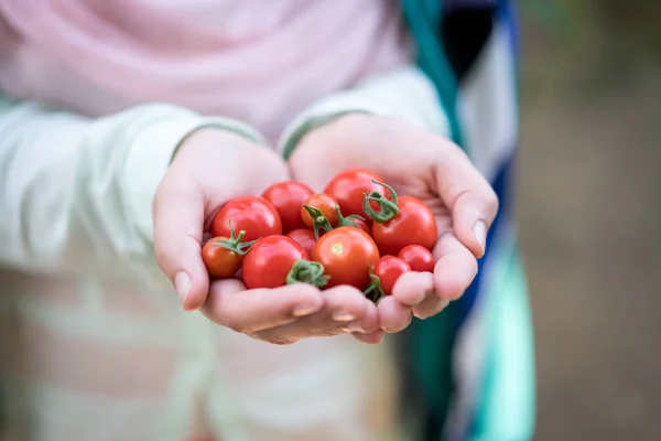 Gewächshaus mit Tomaten in der Hand bei der Ernte — Stockfoto
