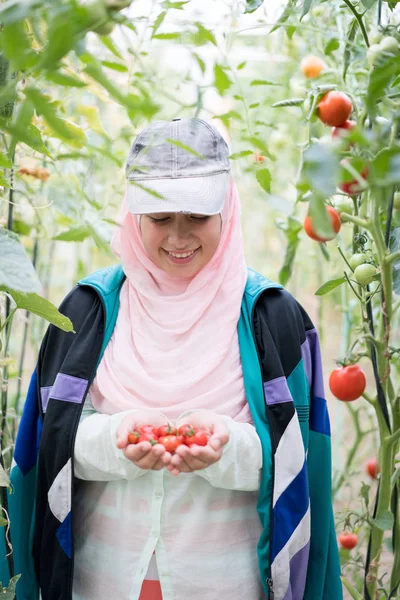 Moslim meisje dat in een serre met tomaten het oogsten werkt — Stockfoto