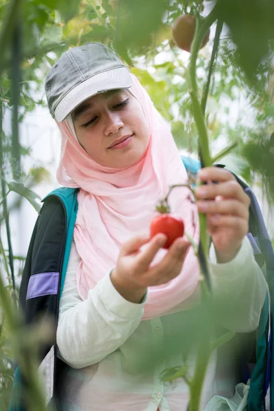 Muslimisches Mädchen arbeitet in einem Gewächshaus bei der Tomatenernte — Stockfoto