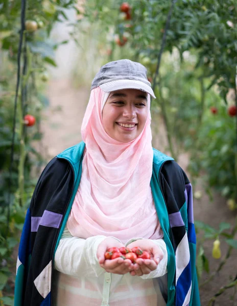 在温室里吃西红柿的穆斯林女孩 — 图库照片