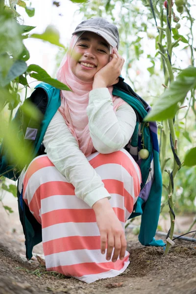 Ragazza musulmana che lavora in una serra con raccolta di pomodori — Foto Stock