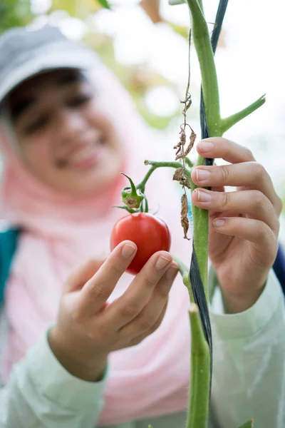 Menina muçulmana trabalhando em uma estufa com a colheita de tomates Fotos De Bancos De Imagens