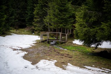 Ormandaki bir derede tahta bir köprü