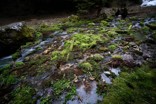 Riacho Meio Uma Floresta Durante Outono Inverno — Fotografia de Stock