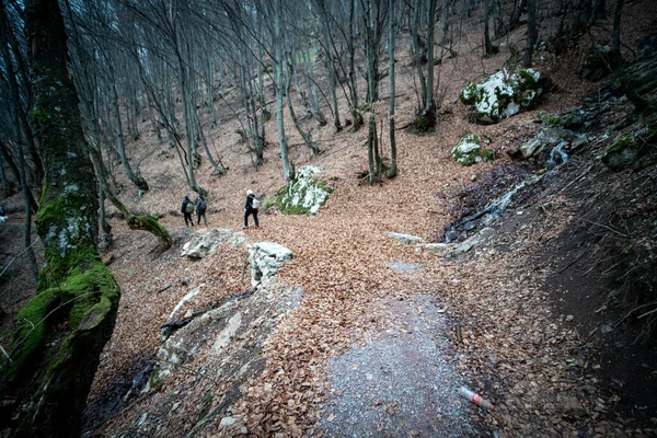 People Hiking Forest Fall Season — Stock Photo, Image