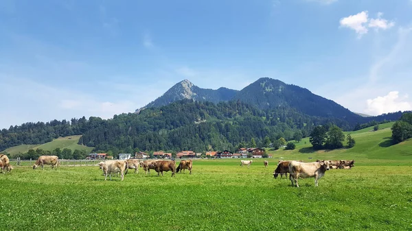 Allgau Tehenek Legelőn Bavaria Nyáron Jogdíjmentes Stock Képek