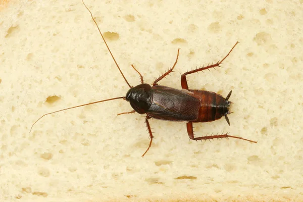 Bir Dilim Ekmek Üzerinde Sürünen Bir Hamamböceği Görüntüsünü Kapatmak — Stok fotoğraf