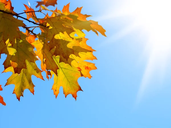 Yellow and Red maple leaves during fall season against sunny blue sky
