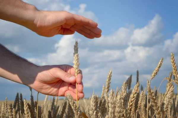 Human hands with wheat ears. Crop protection and care concept