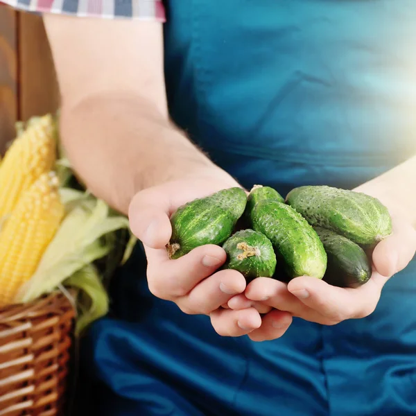 Farmer holding fresh organic cucumbers in his hands. Vegetable harvest concept