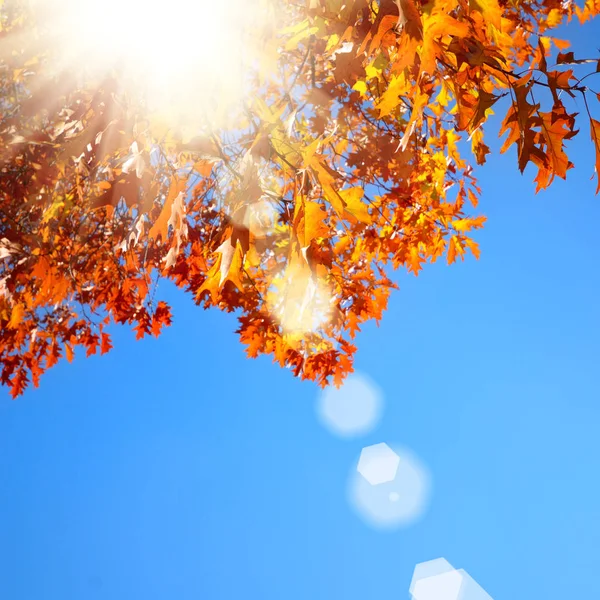 Yellow and Red maple leaves during fall season against sunny blue sky