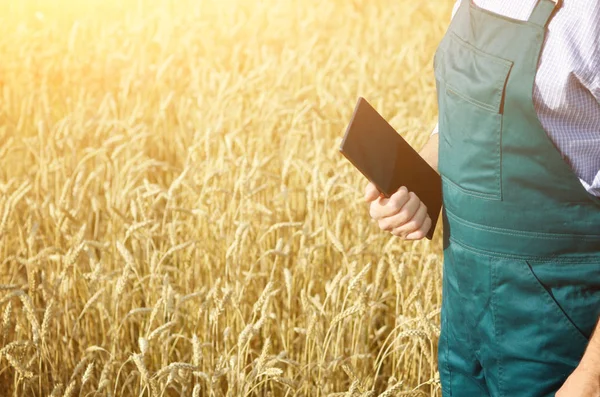 Farmer with tablet computer inspecting wheat field