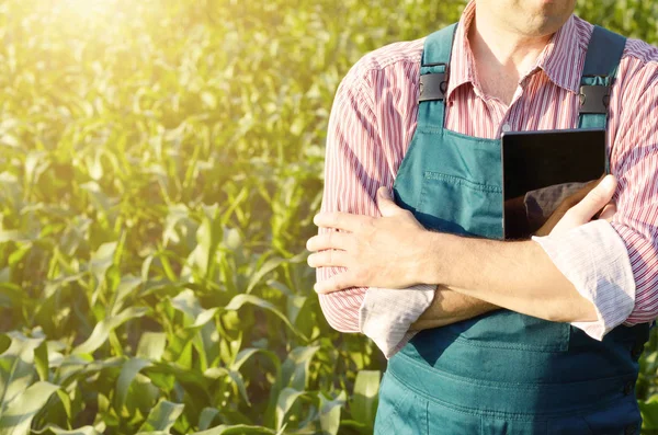 Farmer with tablet computer inspecting corn field