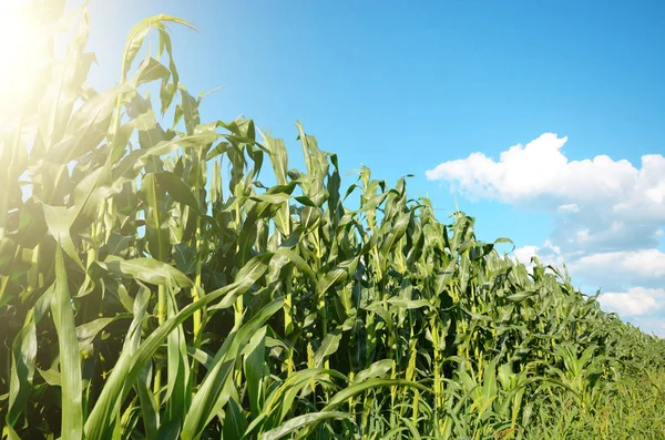 Green Corn Field summer sunny day in Uklraine