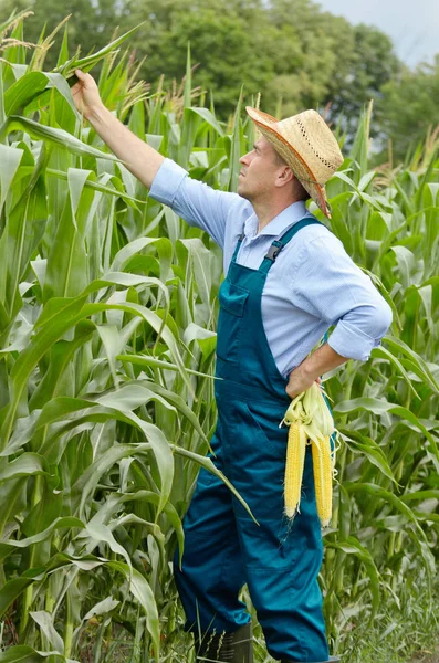 Middle age Farmer inspecting maize at field