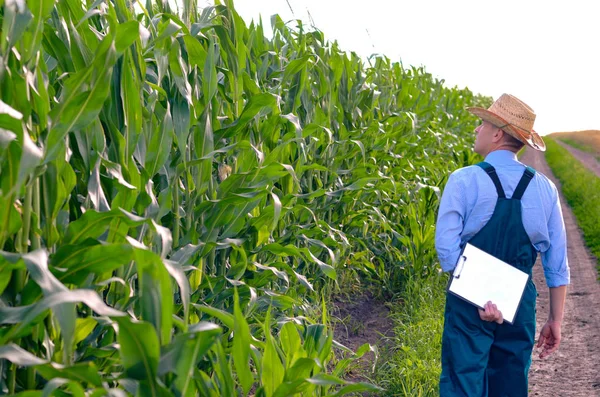 Rear view of farmer with clipboard inspecting corn field