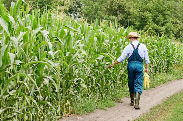 Rear view of farmer inspecting maize at field