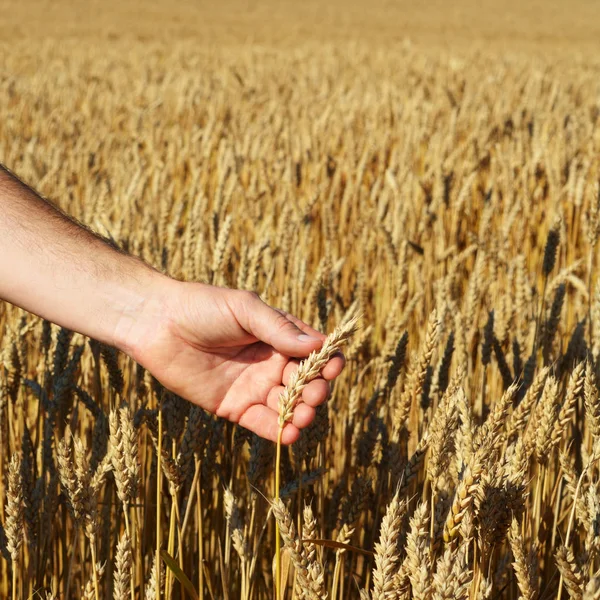 Male hand touching wheat ears