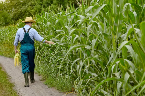 Middle age Farmer inspecting maize at field