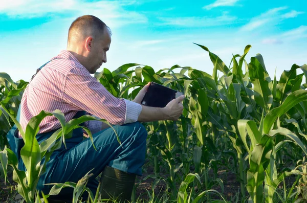 Farmer with tablet inspecting corn field