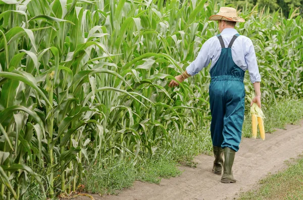 Farmer inspecting maize at green field