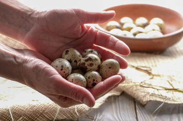 Close up of quail eggs in woman hands over wooden table