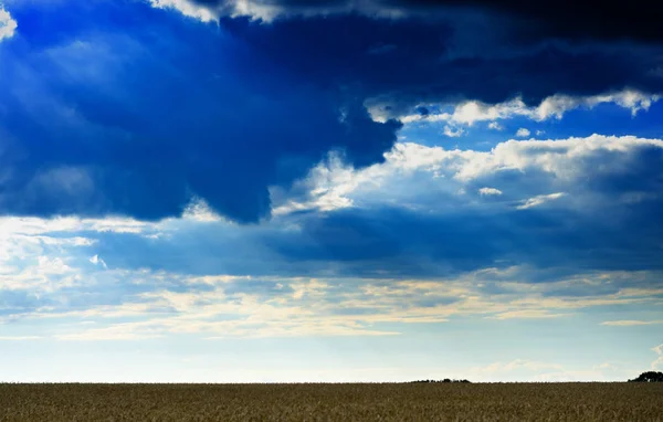 Wheat field under cloudy blue sky in Ukraine