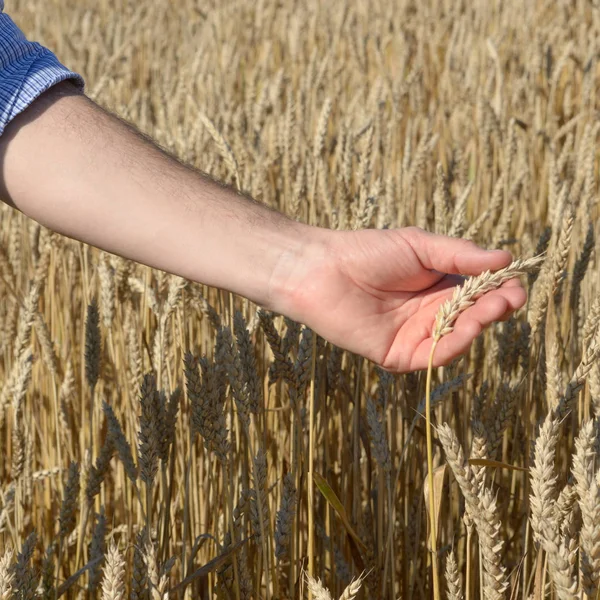 Human hands with wheat ears. Crop protection and care concept