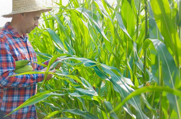 Middle age caucasian Farmer in straw hat inspecting maize cornfi
