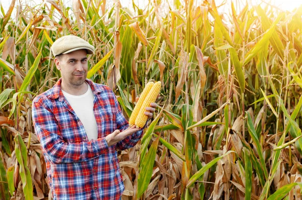 Middle aged caucasian farm worker holds corn cobs in his hands
