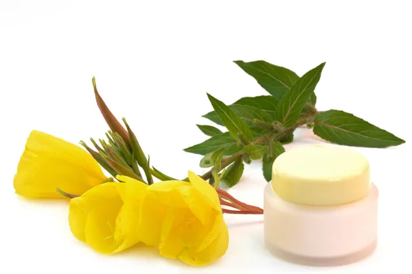Avond Primula Met Crème Pot — Stockfoto