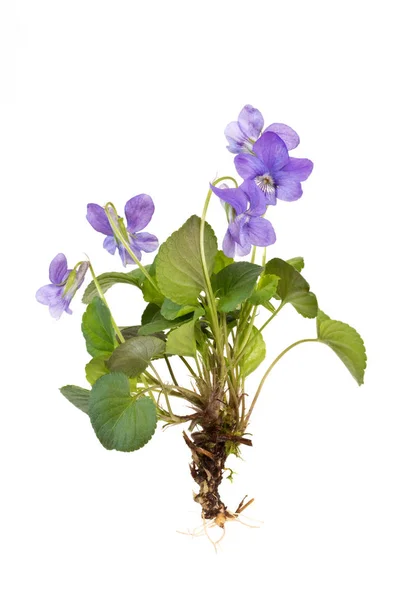 Wood Violet Roots White Background — Stock Photo, Image