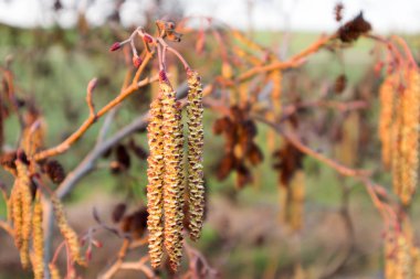 siyah alde, erkek ve dişi çiçekleri