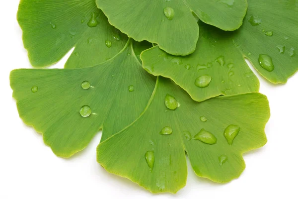 Närbild Färska Ginkgo Blad Vit Bakgrund — Stockfoto