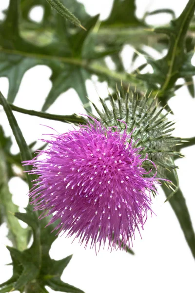 Blooming Milk Thistle White Backgroun — Stock Photo, Image