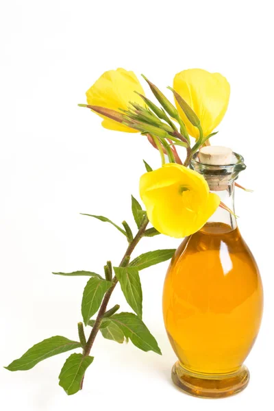 Evening Primrose Plant Bottle — Stock Photo, Image