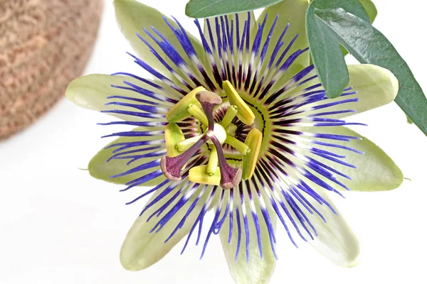 Closeup Passiflora Flower — Stock Photo, Image