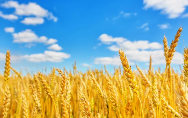 小麦の耳と青空の眺め — ストック写真