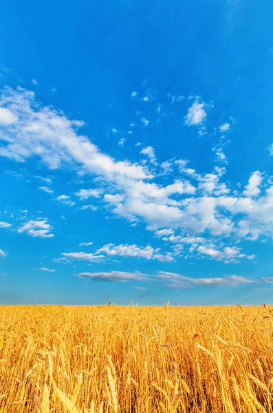 Vista Espigas Trigo Céu Azul Nublado — Fotografia de Stock