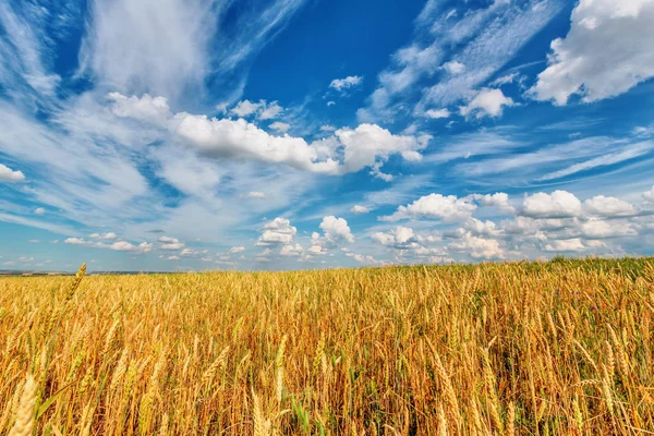 Blick Auf Weizenähren Und Blauen Bewölkten Himmel — Stockfoto